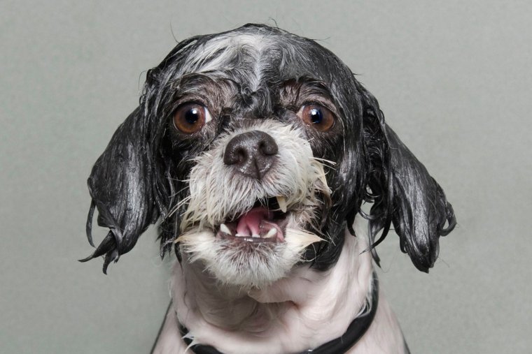 Промокший до нитки порода собак