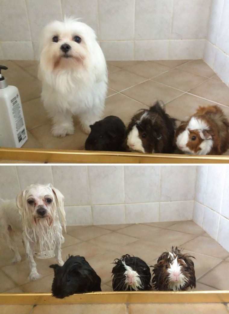 Мойка собак до и после