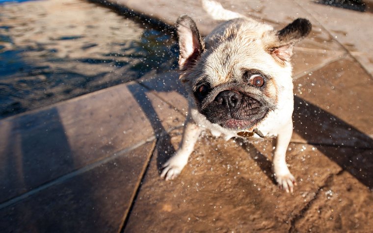 Мокрый Мопс