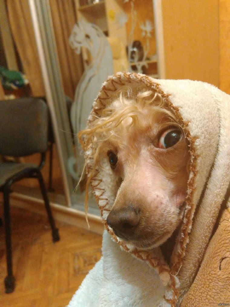 Собака Аркадия Укупника