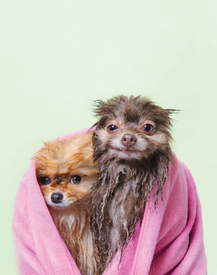 Смешная мокрая собака