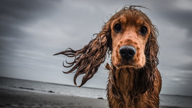 Грустный кокер спаниель