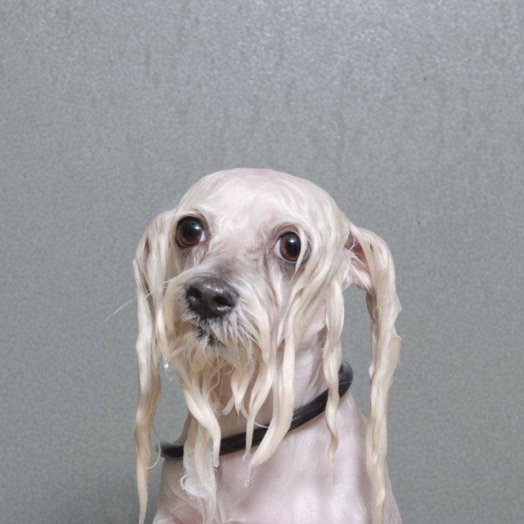 Смешная мокрая собака