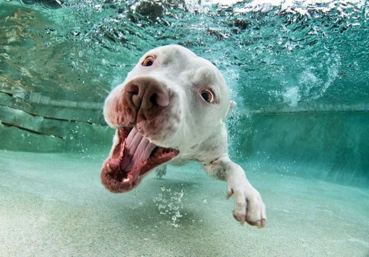 Морды собак под водой