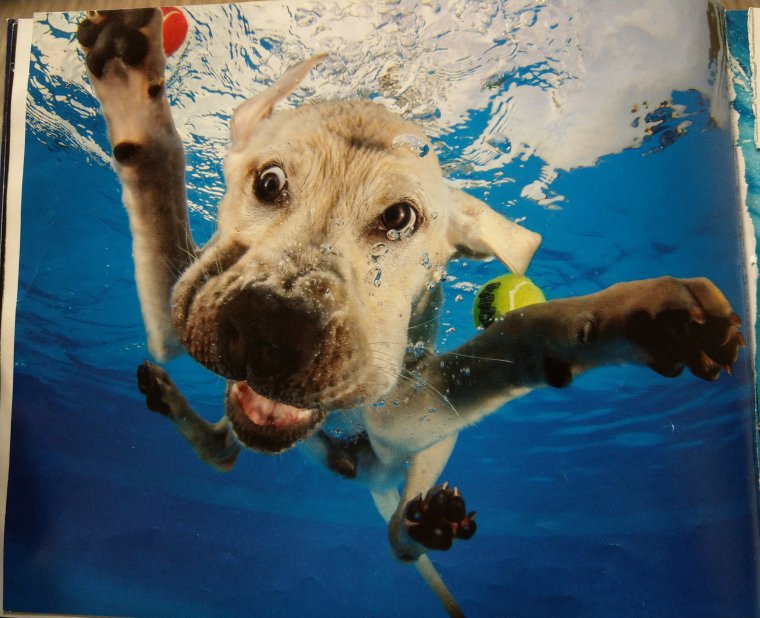 Собака под водой