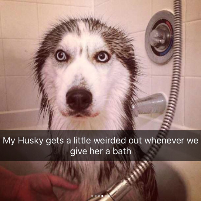 Хаски в ванной