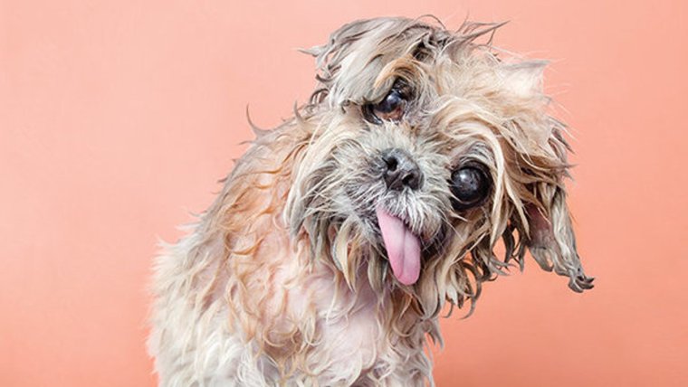 Порода собаки мокрый пес