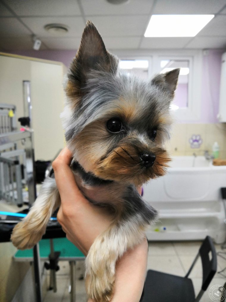 Йоркширский терьер большой