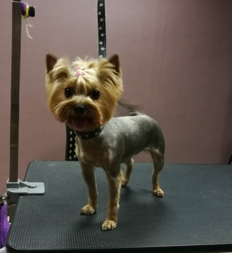 Неудачные стрижки йорков