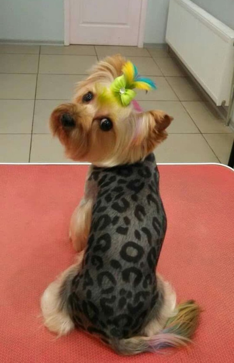 Стрижка Йорка дракончик