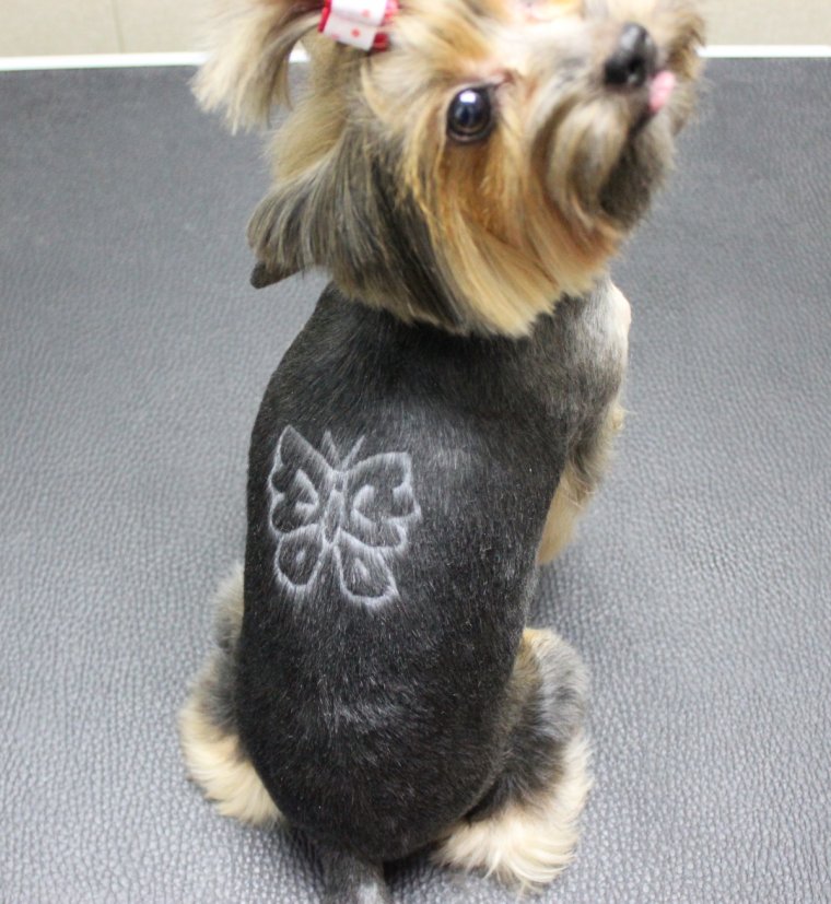 Стрижка Йорка бабочка