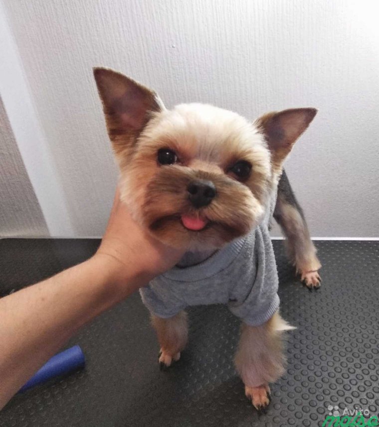 Мальтезе груминг азиатский стиль