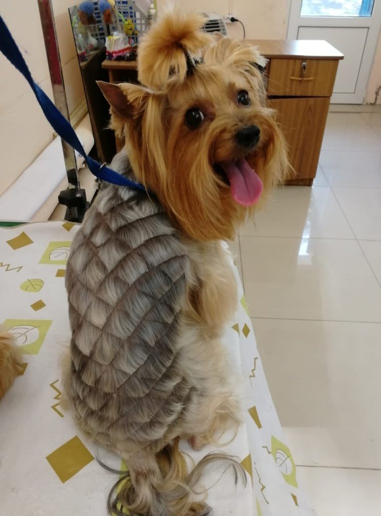 Йорк на пылесосе