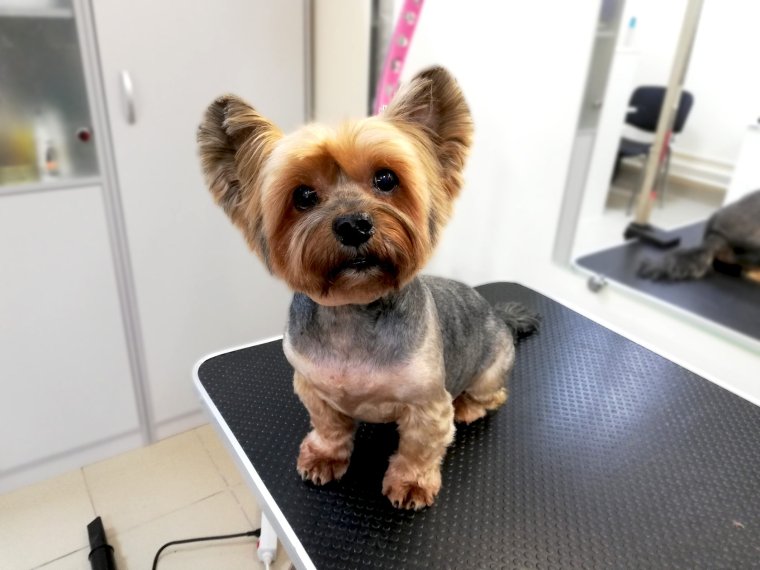 Йоркширский терьер стрижка головы