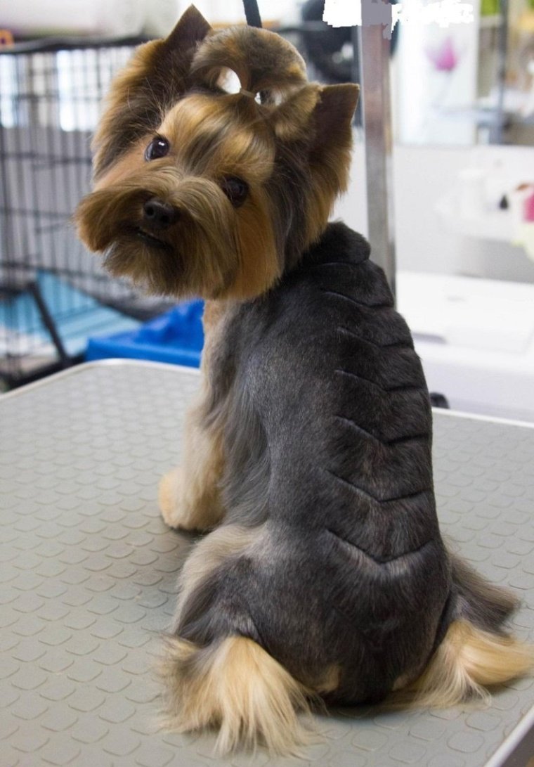 Стрижка микимаус для йорков