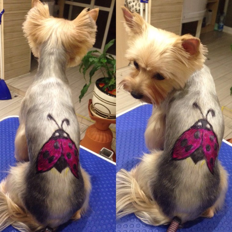 Прикольная стрижка Йорка