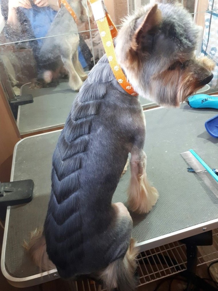 Стрижка Йорка Беби фейс