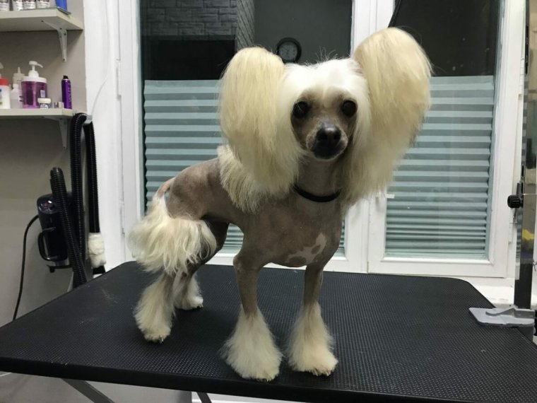 Стрижка лап у Йорка