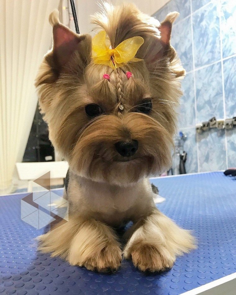 Смешные стрижки йорков