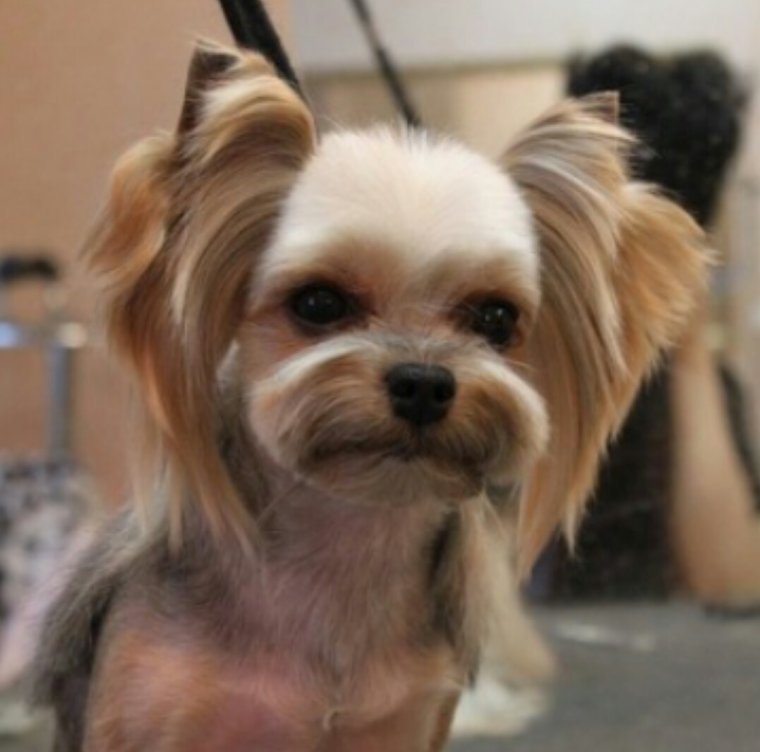 Стрижка Йорка Беби фейс девочка