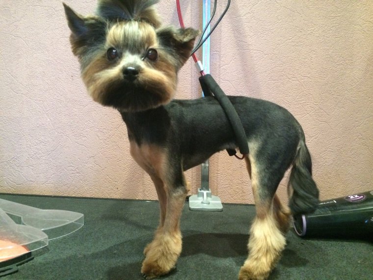 Йоркширский терьер грумер