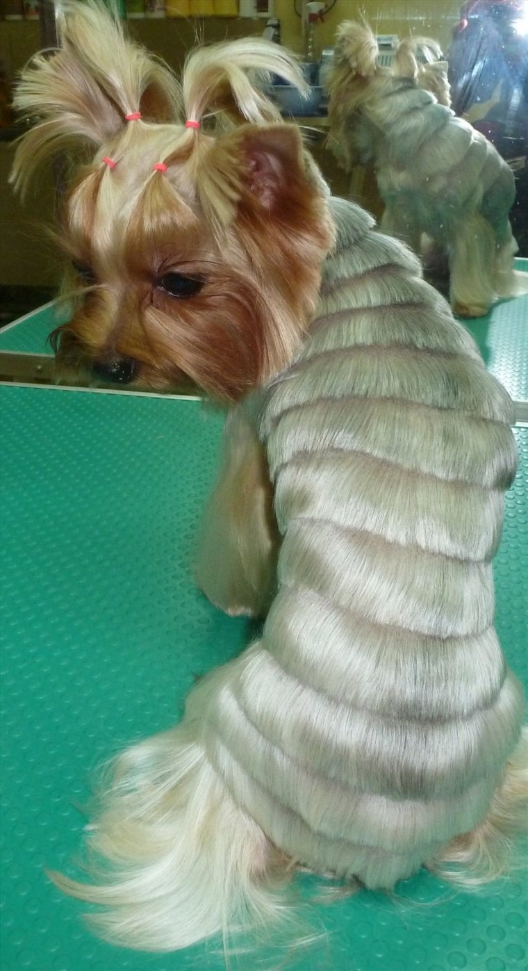 Терьер Йоркширский уроды