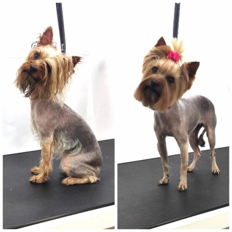 Милые собачки с бантиками