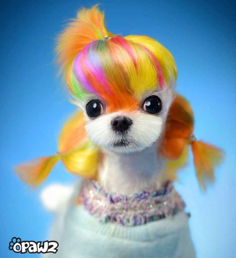 Стрижка Йорка азиатский стиль