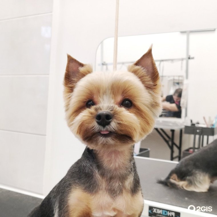 Ши-тцу, той терьер, той