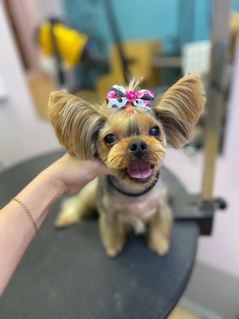 Стрижка шиншилла для Йорка