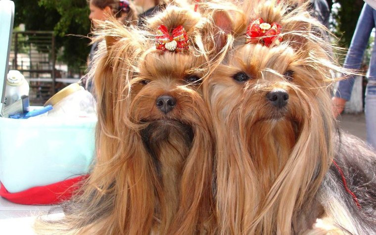 Смешно подстриженный Йорк