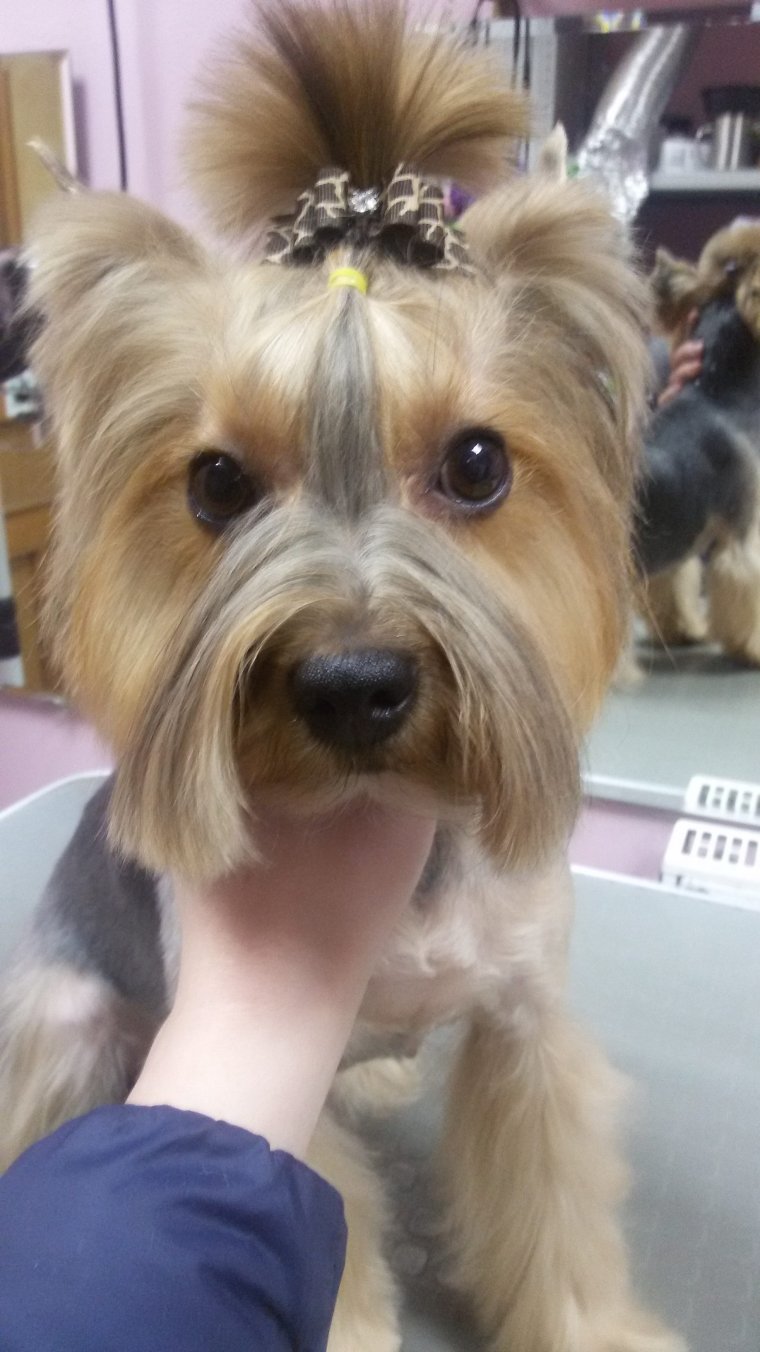 Модные стрижки собак