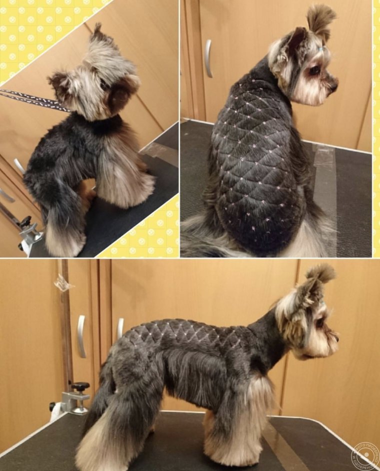 Стрижка собак на белом фоне