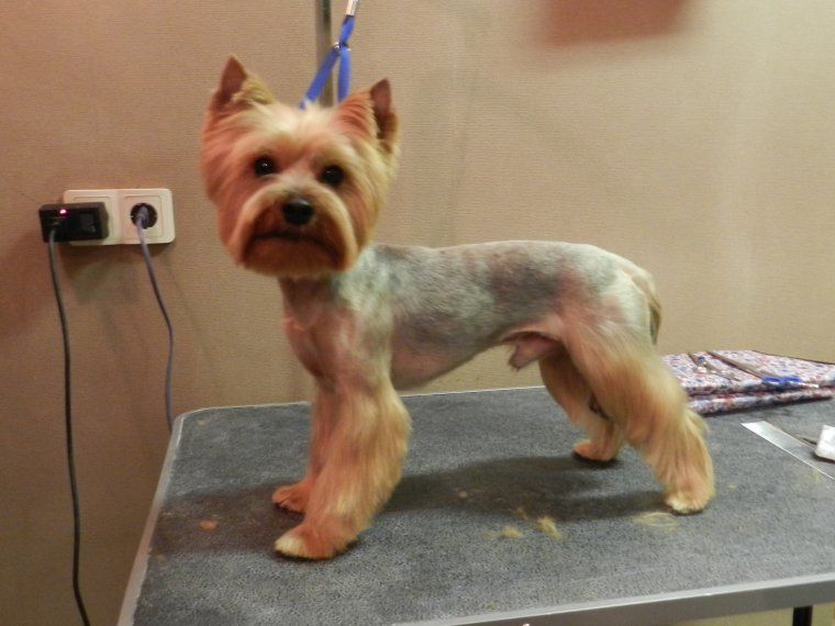 Йоркшир терьер помпон