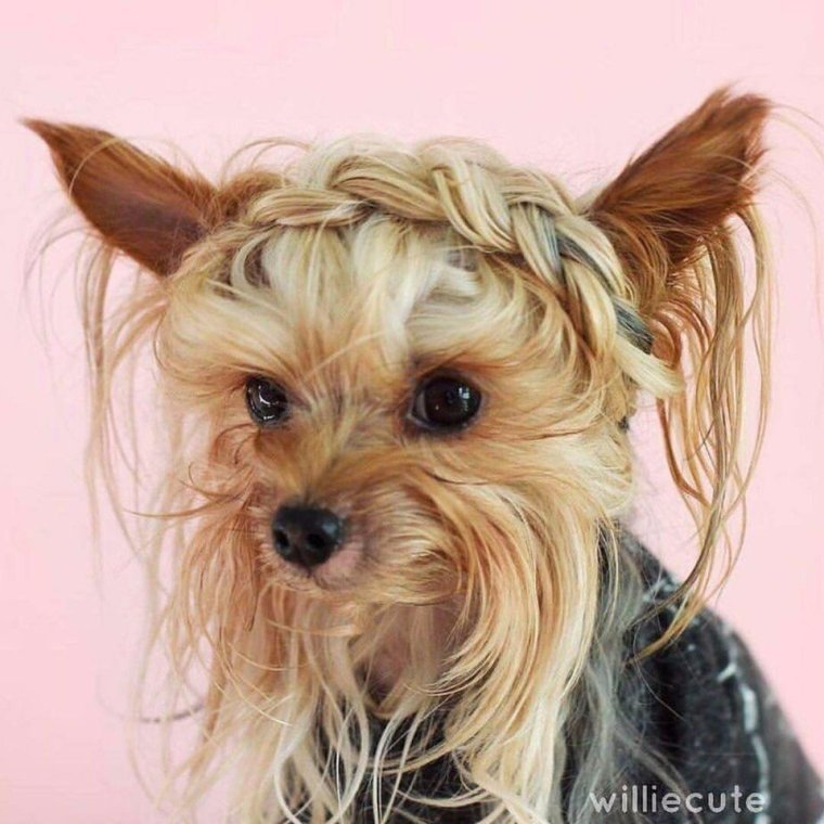 Супер стрижка головы Йорка