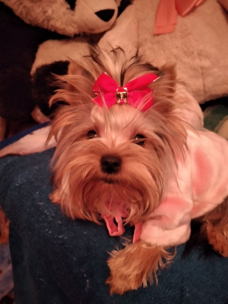 ПЭТ стрижка Йорка