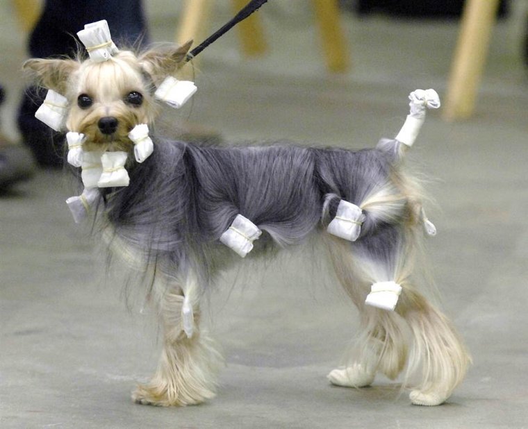 Бьорк терьер