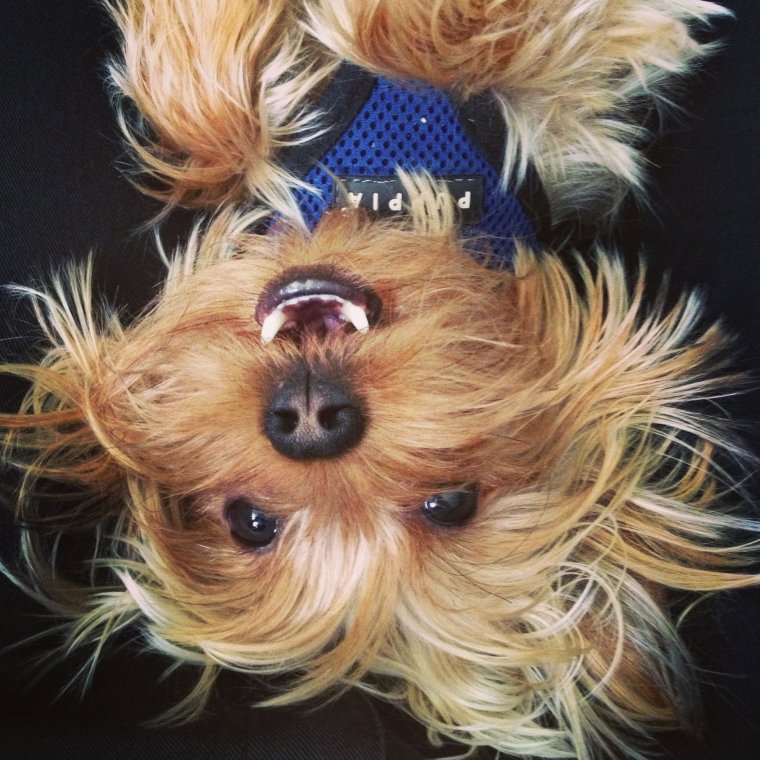 Стрижки йорков мальчиков щенков