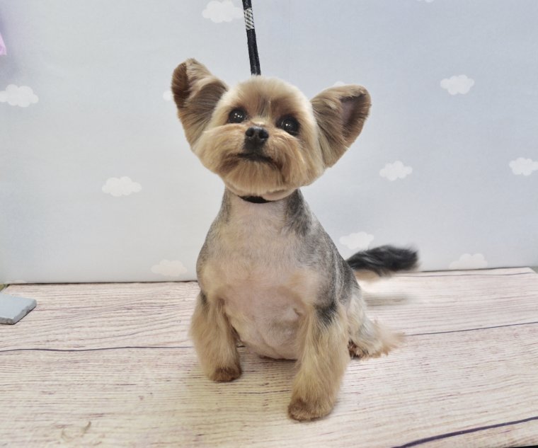 Стрижка Йорка с шапочкой