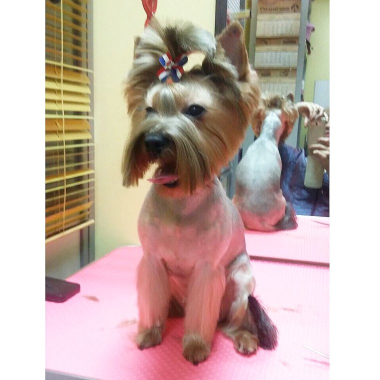 Грумминг йоркширского терьера