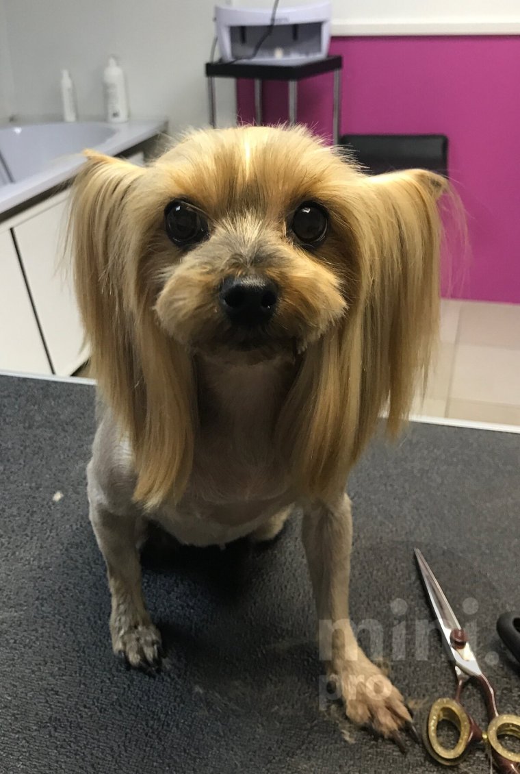 Йоркширский терьер Щенячья стрижка