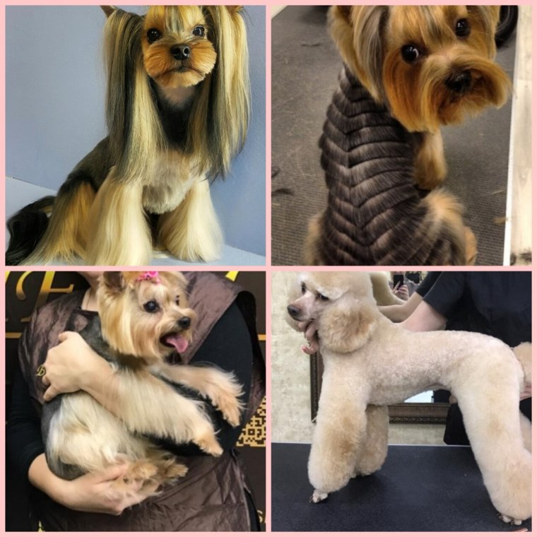 Креативный груминг собак йорков