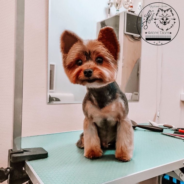 Стрижка Йорка Микки Маус