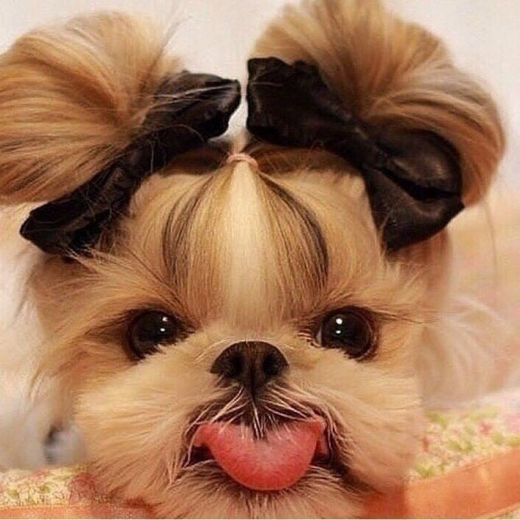 Стрижка Йорк ананас