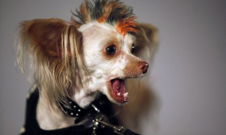 Стрижка Йорка под шиншиллу