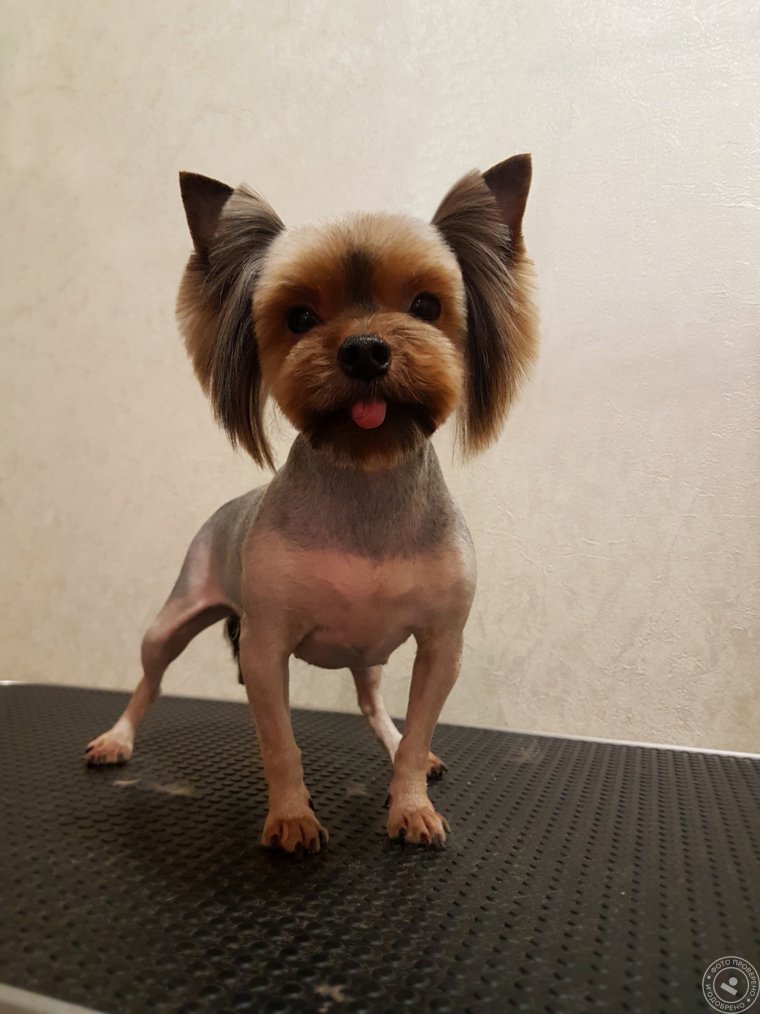 Стиляги зоосалон