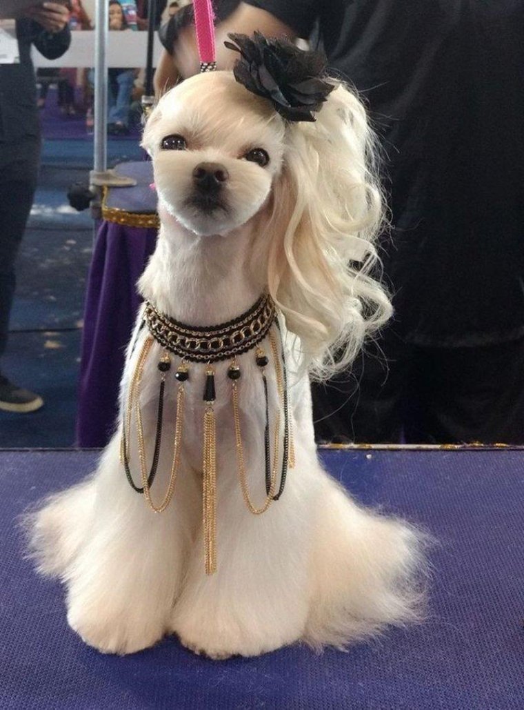 Груминг Томск