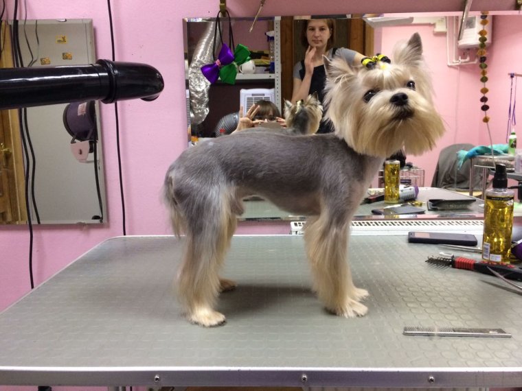 Йоркширский терьер альбинос