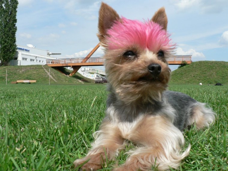 Папильотки для собак