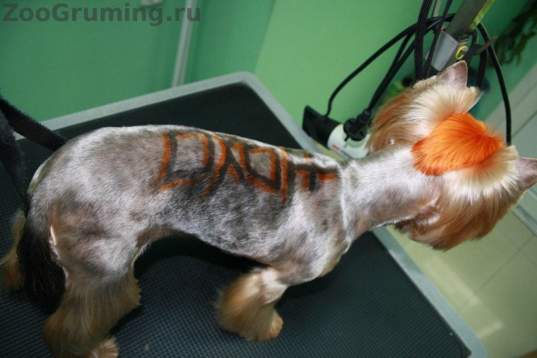 Короткие стрижки йорков